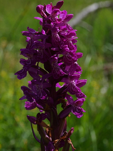 Dactylorhiza da determinare